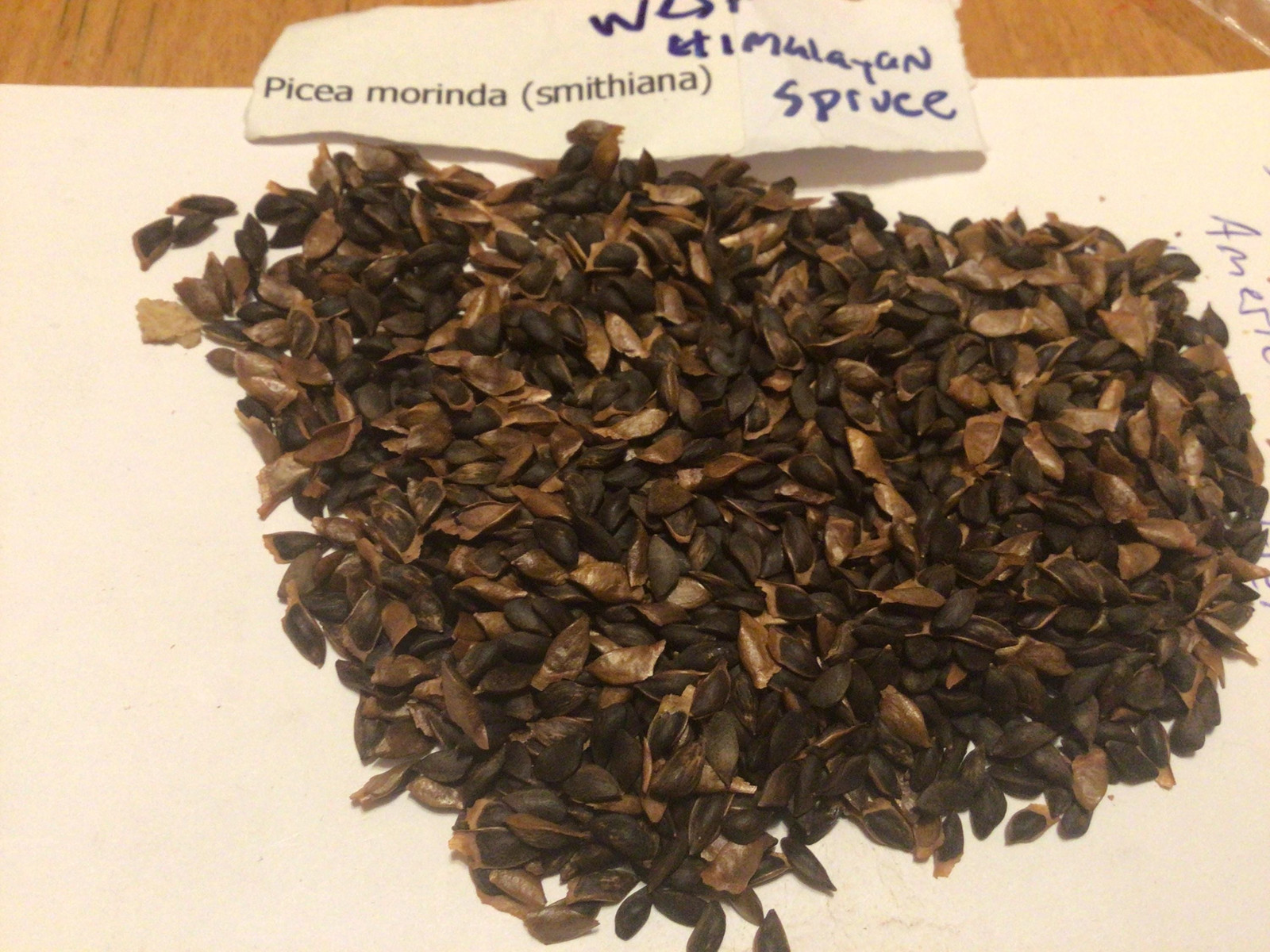 Himalayan Spruce Tree Seeds (PICEA SMITHIANA)