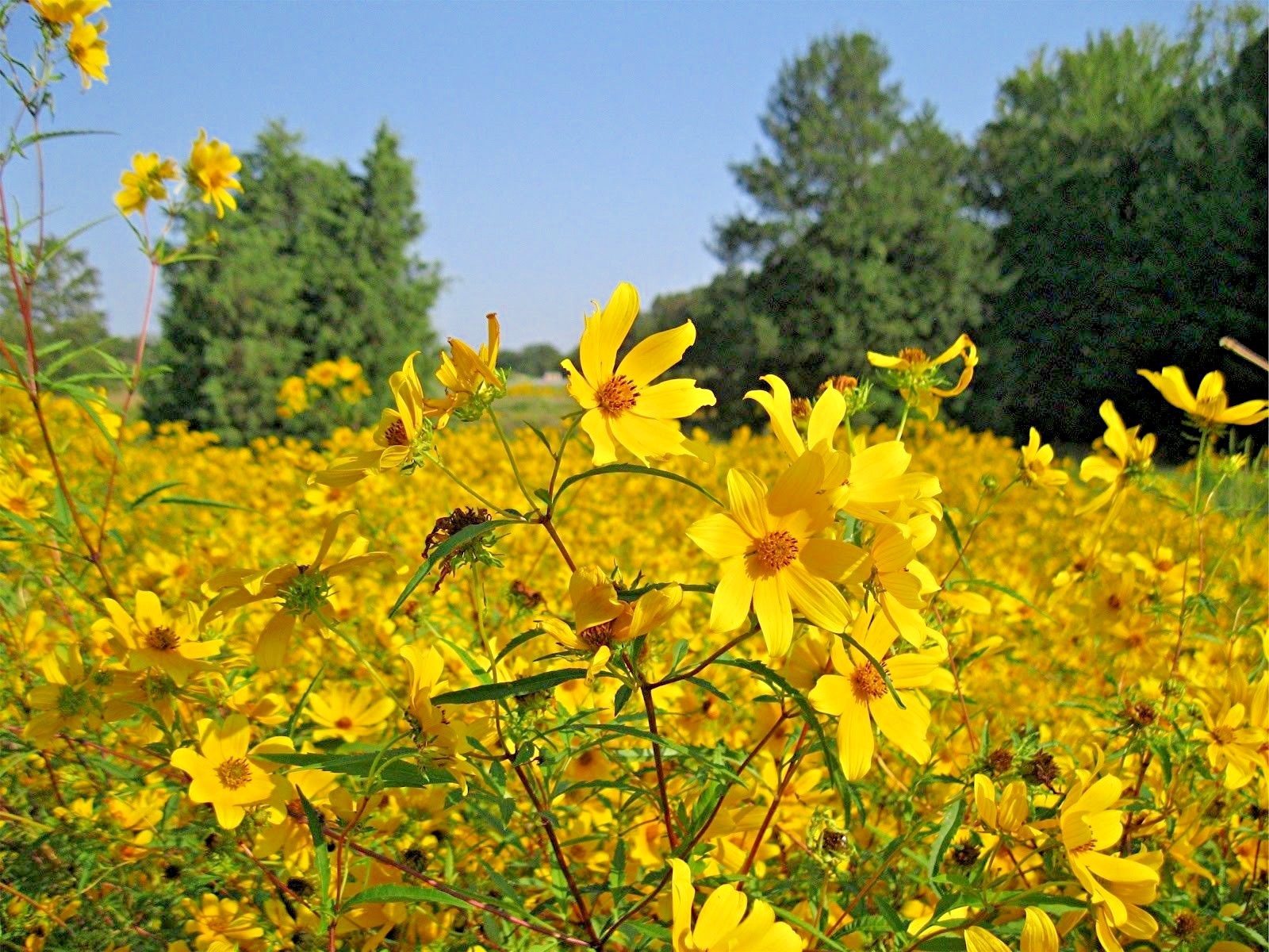 100+SWAMP MARIGOLD Seeds Tickseed Native Wildflower Shrub Bush Flowers Fast Easy
