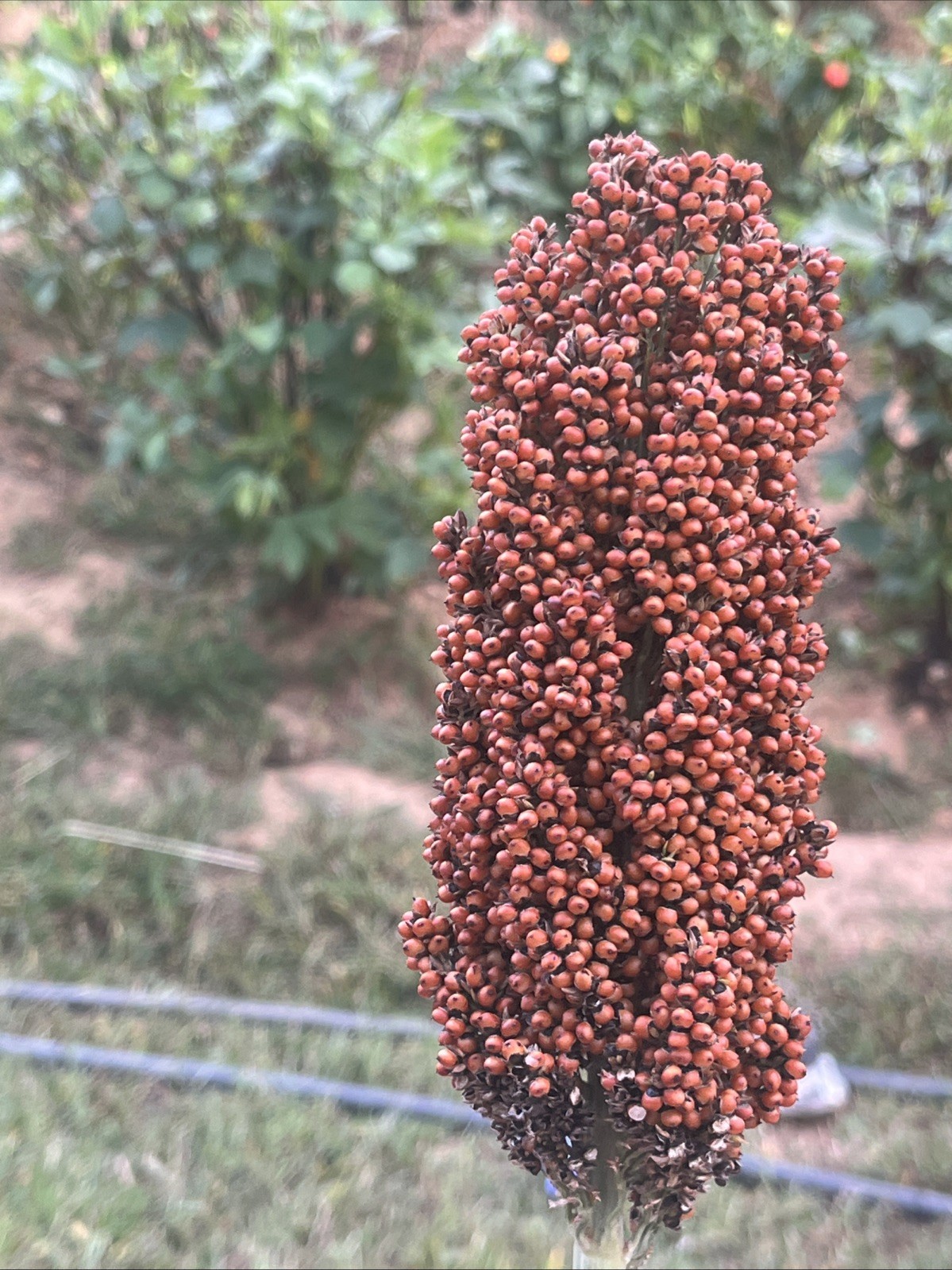 Sweet Sugar Drip Sorghum Seeds – 800-1000 seeds