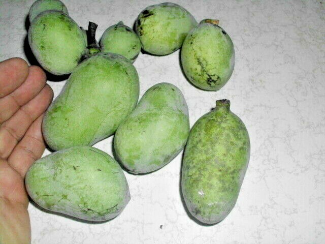 5 HERBERT PAWPAW SEEEDS – Asimina triloba ” Herbert “