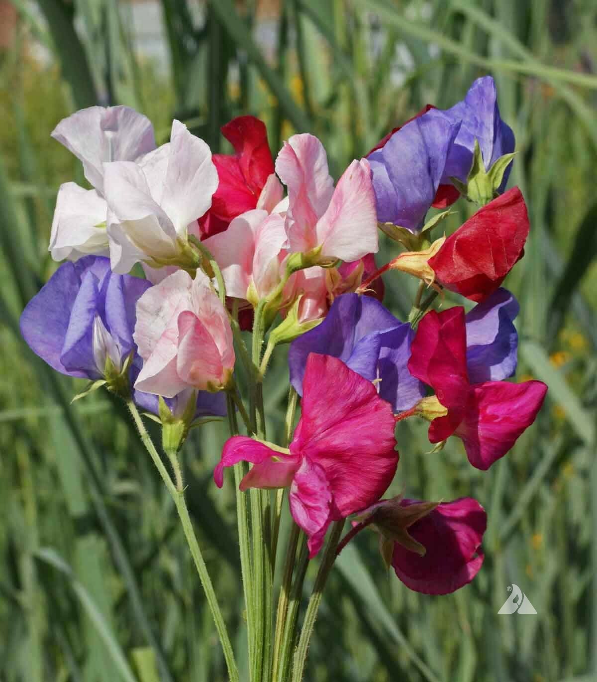 SWEET PEA MAMMOTH Flower Mix Lathyrus Fragrant 5′ Tall Vine Non-GMO 40 Seeds!