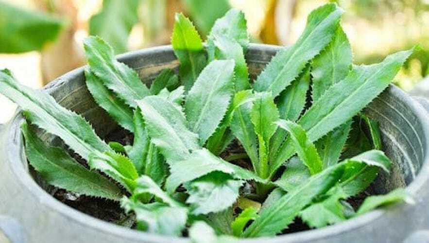 200+ Culantro, Mexican coriander, recao, Ngo Gai, Chadon Beni seeds for 2023
