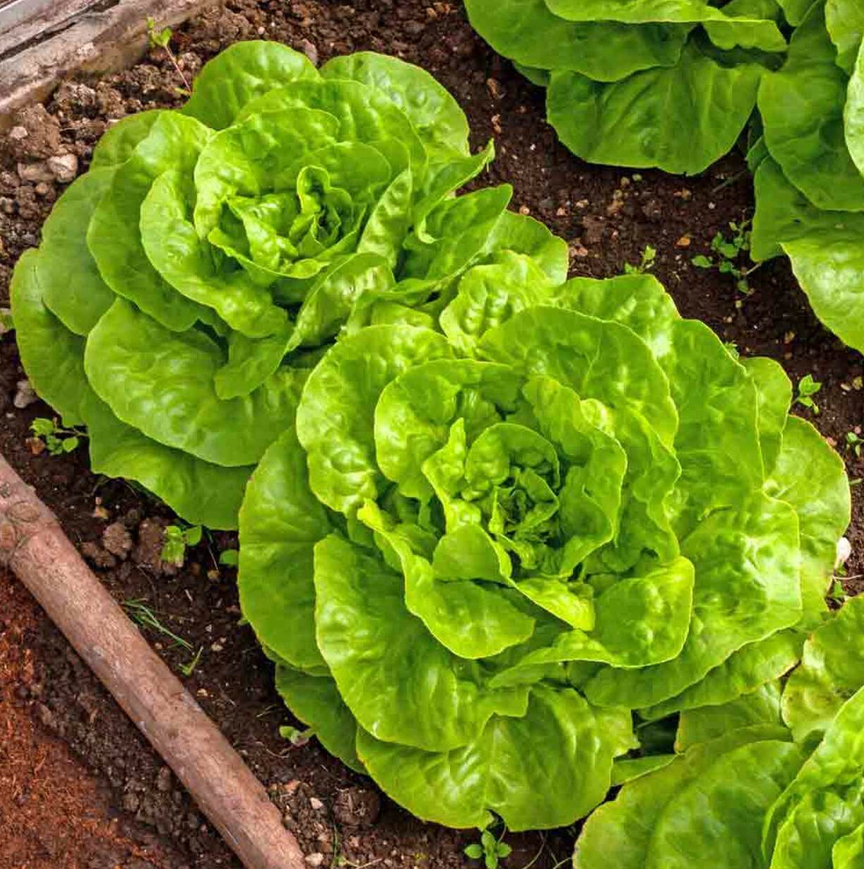 Buttercrunch Butterhead Lettuce Seeds | USA Garden Seed Spinach Crunch Bibb 2024