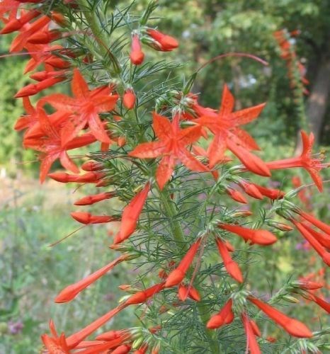 40+ RED STANDING CYPRESS TEXAS PLUME FLOWER SEEDS/DISEASE & PEST RESISTANT