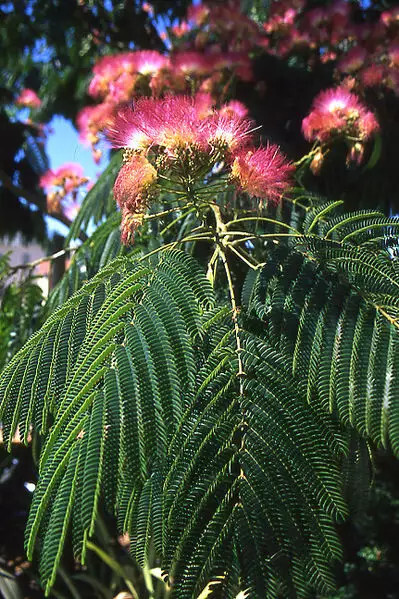 25 Silk Mimosa Tree Seeds Flower Albizia Julibrissin Persian Silk Tree Pink Silk
