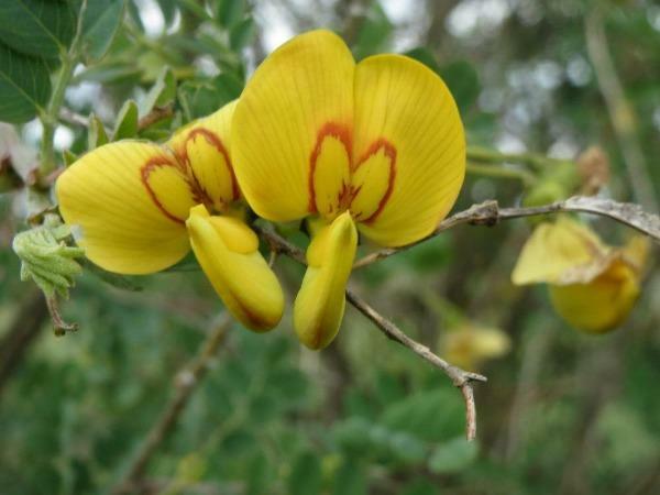 Colutea arborescens | Bladder Senna | Leguminosae | 200 seeds