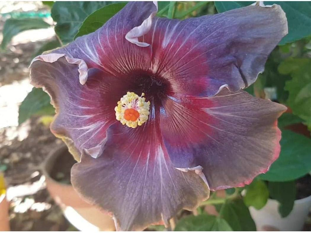 20PCS Rare Black Pink Purple Hibiscus Seeds”Black Rainbow” Giant Flower Tropical