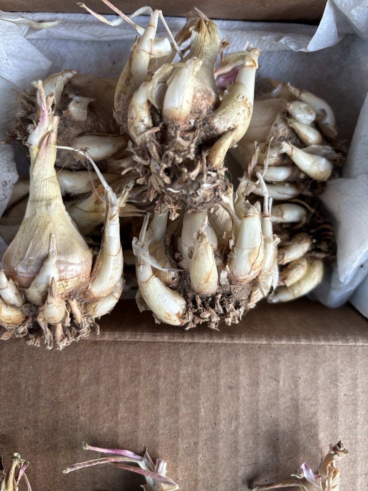 2 Tuberose Fragrance Double Pearl 2 Clump,Bulbs 5+Sz M/L sprouted Ready To Plant