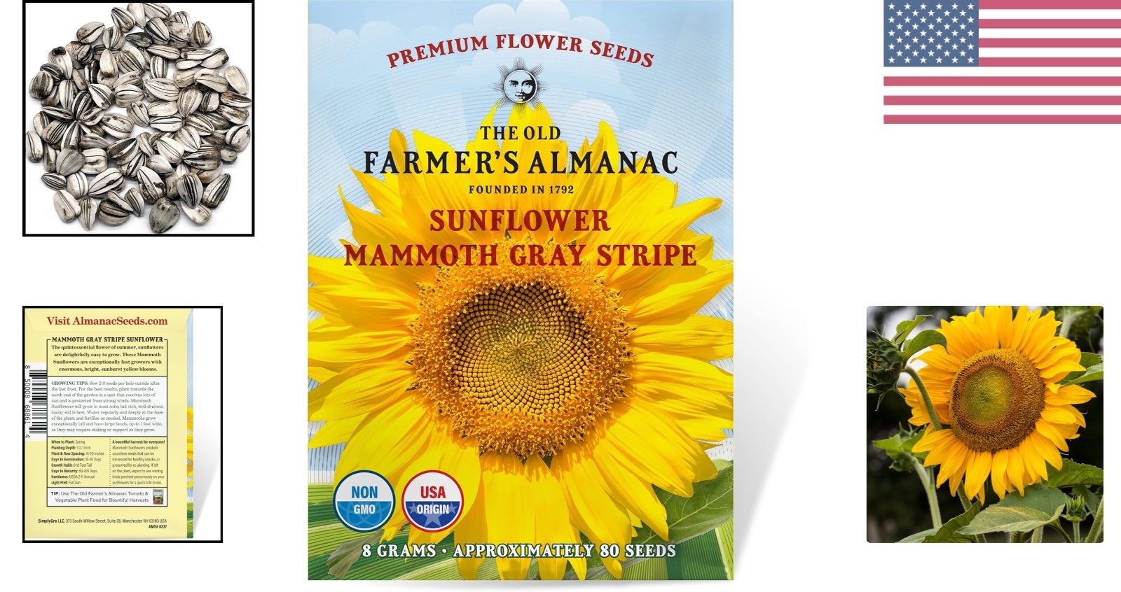 80 Count Mammoth Gray Stripe Sunflower Seeds – Grow 8ft Blooms This Spring