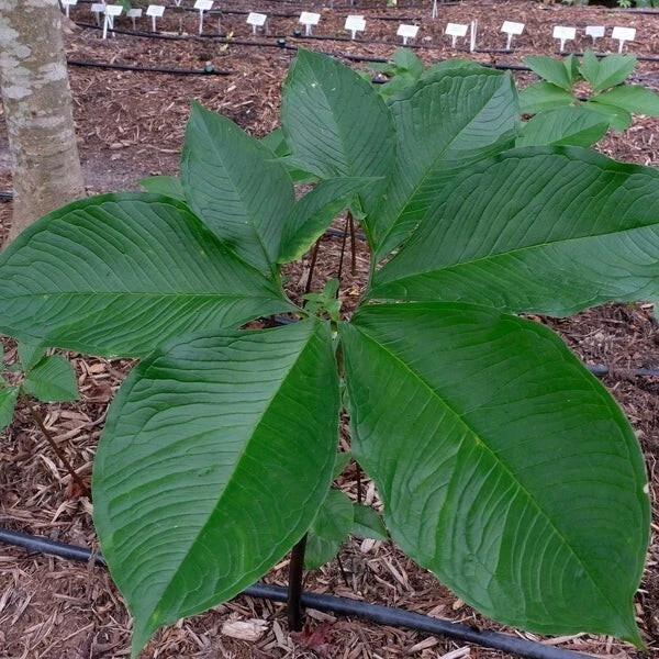 Sauromatum Venosum ‘Lake Tana’ Voodoo Lily Corpse Flower Amorphophallus Bulbs