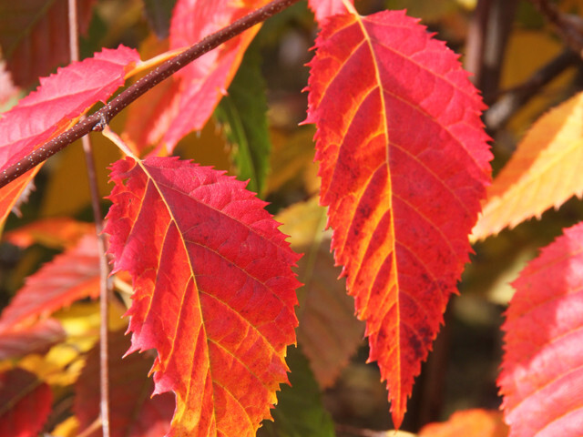 American Hornbeam seeds 20