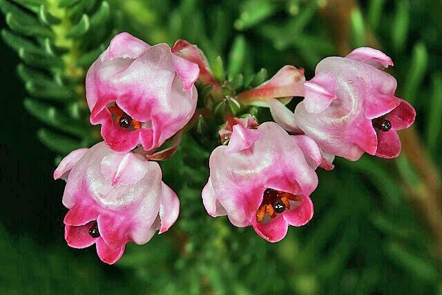 Erica baccans | Berry Heath | 20 Seeds