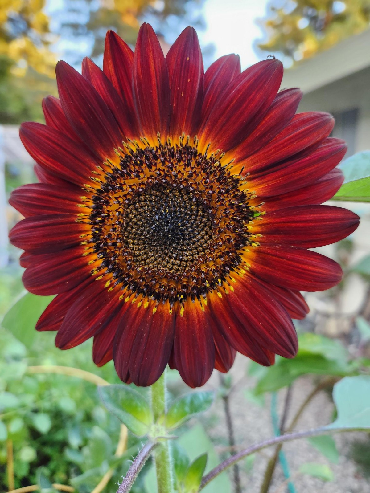 SUNFLOWER SEEDS- Crimson Red 25+ Seeds