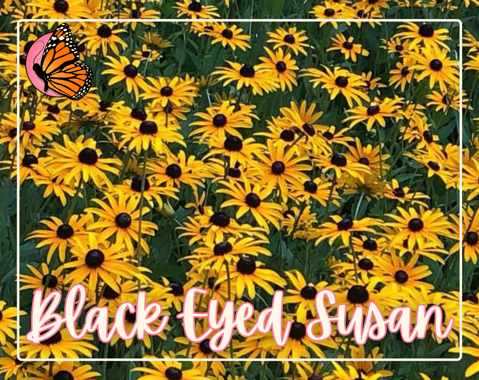 BEGINNER FLOWERS Seed Bundle | 12 Unique Seed Packets, Easy-To-Grow Variety Pack