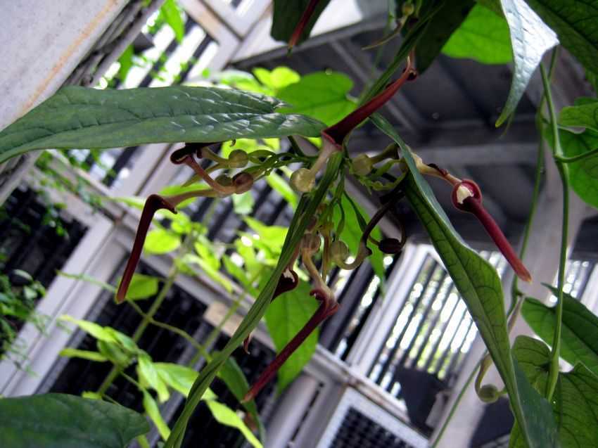 Aristolochia Tagala Vine 10 Seeds, Indian Birthwort, Dutchman’s Pipe Climber