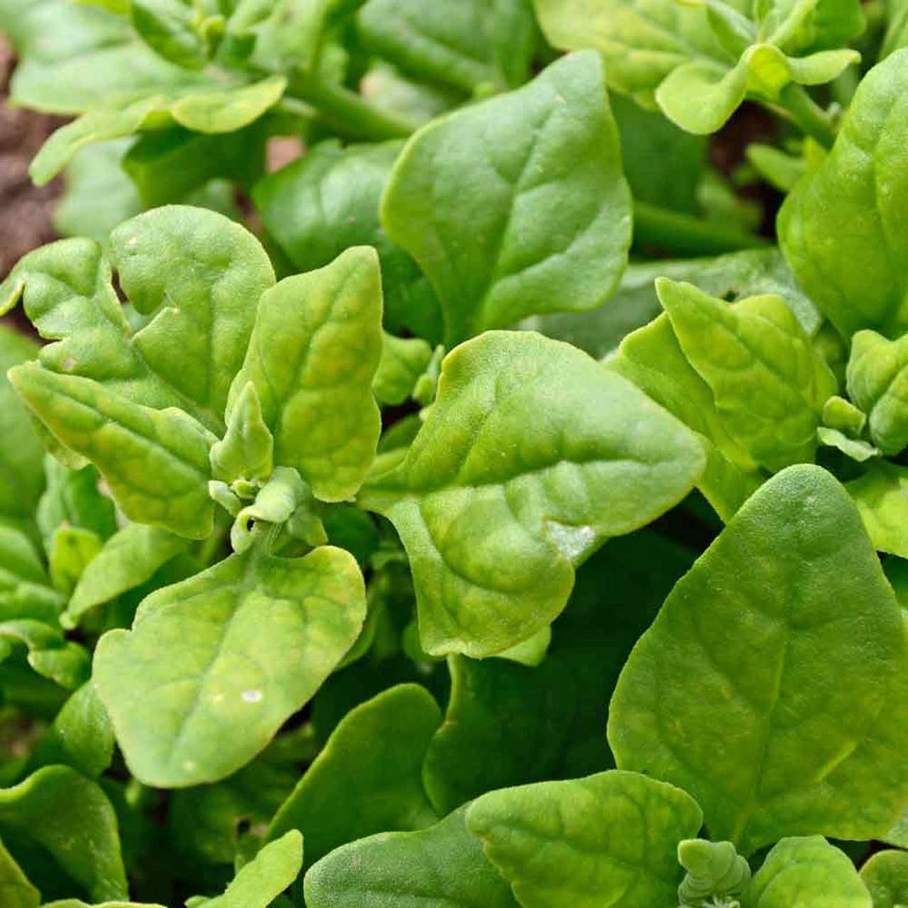 New Zealand Spinach Seeds | Hot Weather Green Malabar Leaf Vegetable Seed 2024