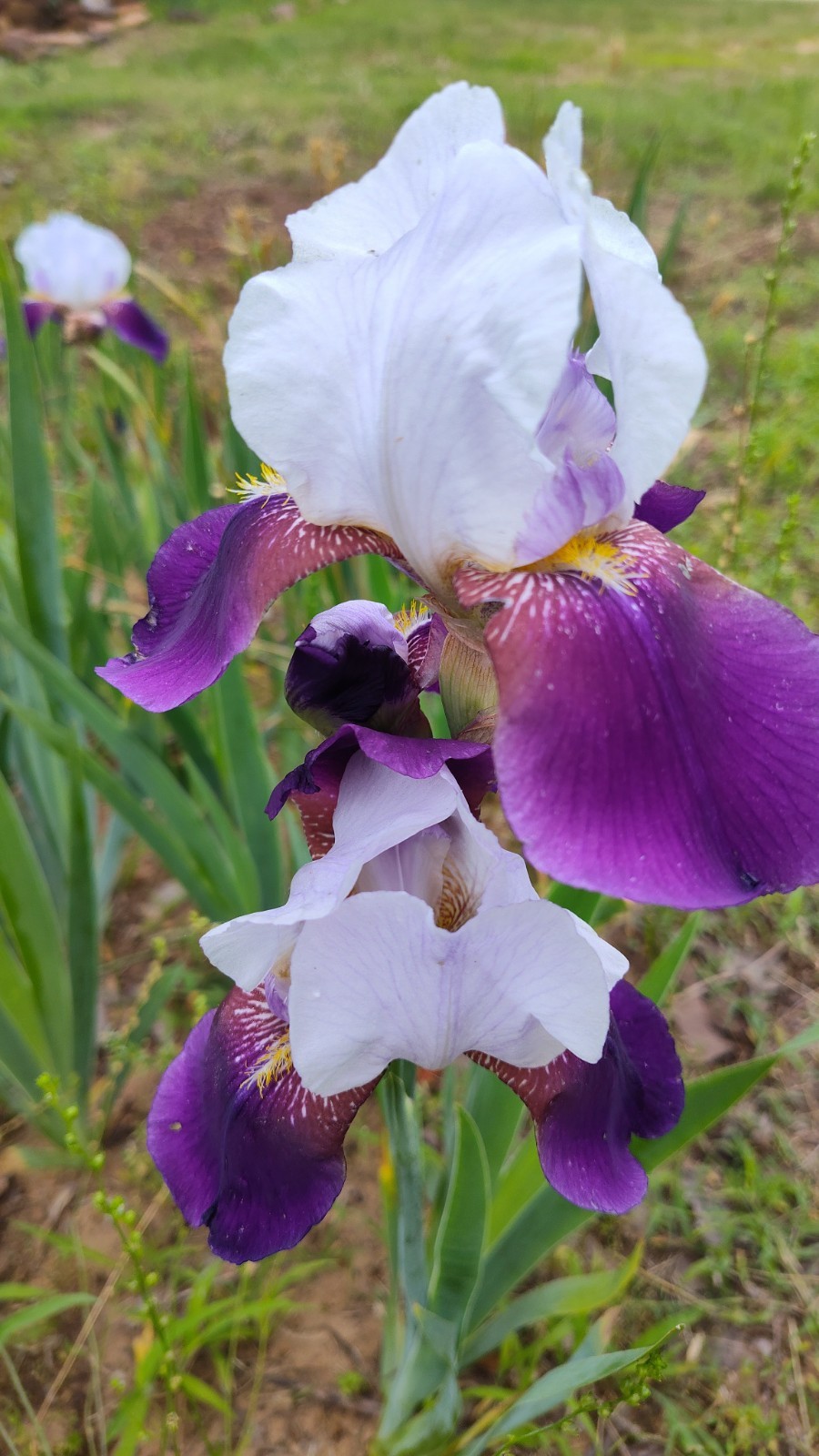 5 Fresh Bearded Iris Rhizomes Mixed Varieties