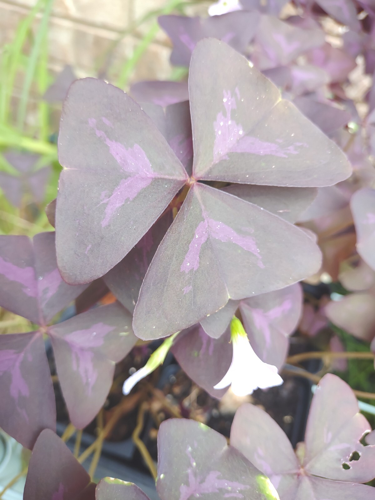 5 Bulbs Purple Shamrock, Oxalis Triangularis Bulbs, Flowers Bulbs Free Shipping