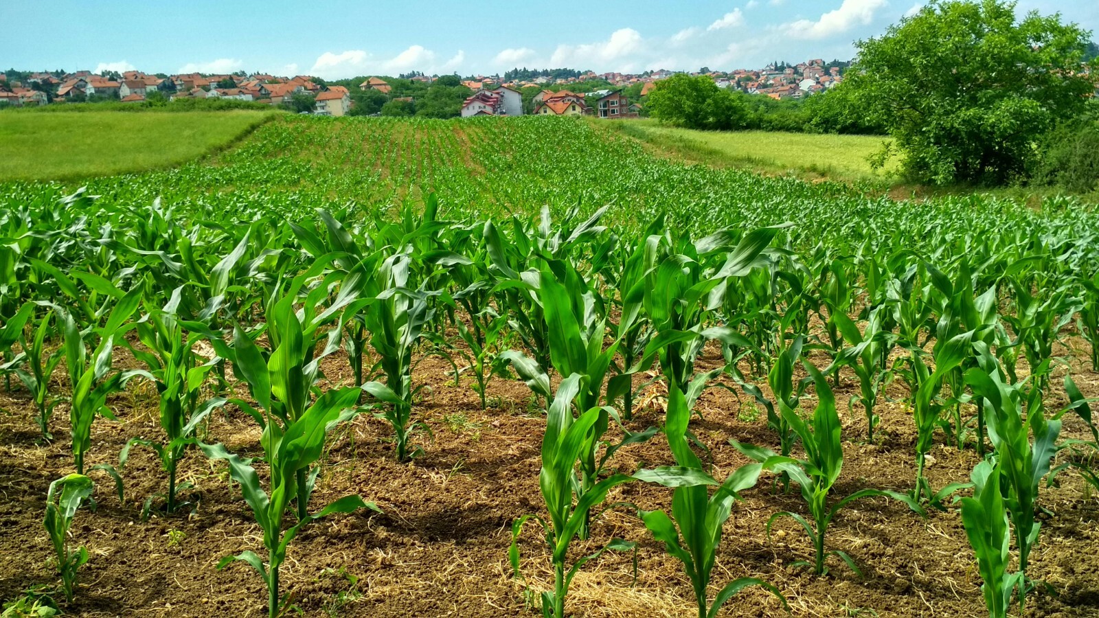 Stowell Evergreen White Corn, Heirloom, FREE SHIPPING