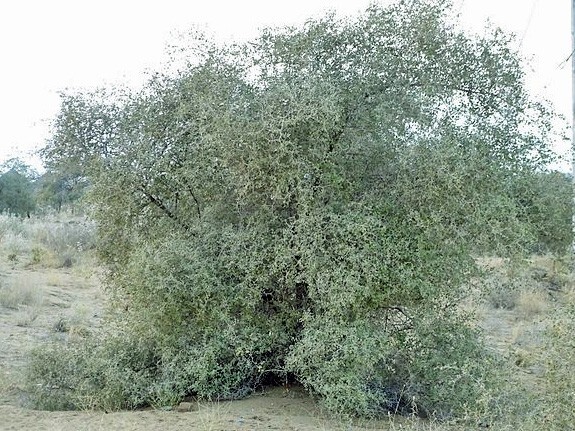 Ziziphus nummularia | Jujube | 5 Seeds