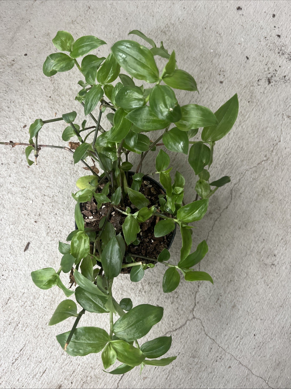 Green Wonder Jew Plant- Tradescantia Fluminensis-3.8 In Pot
