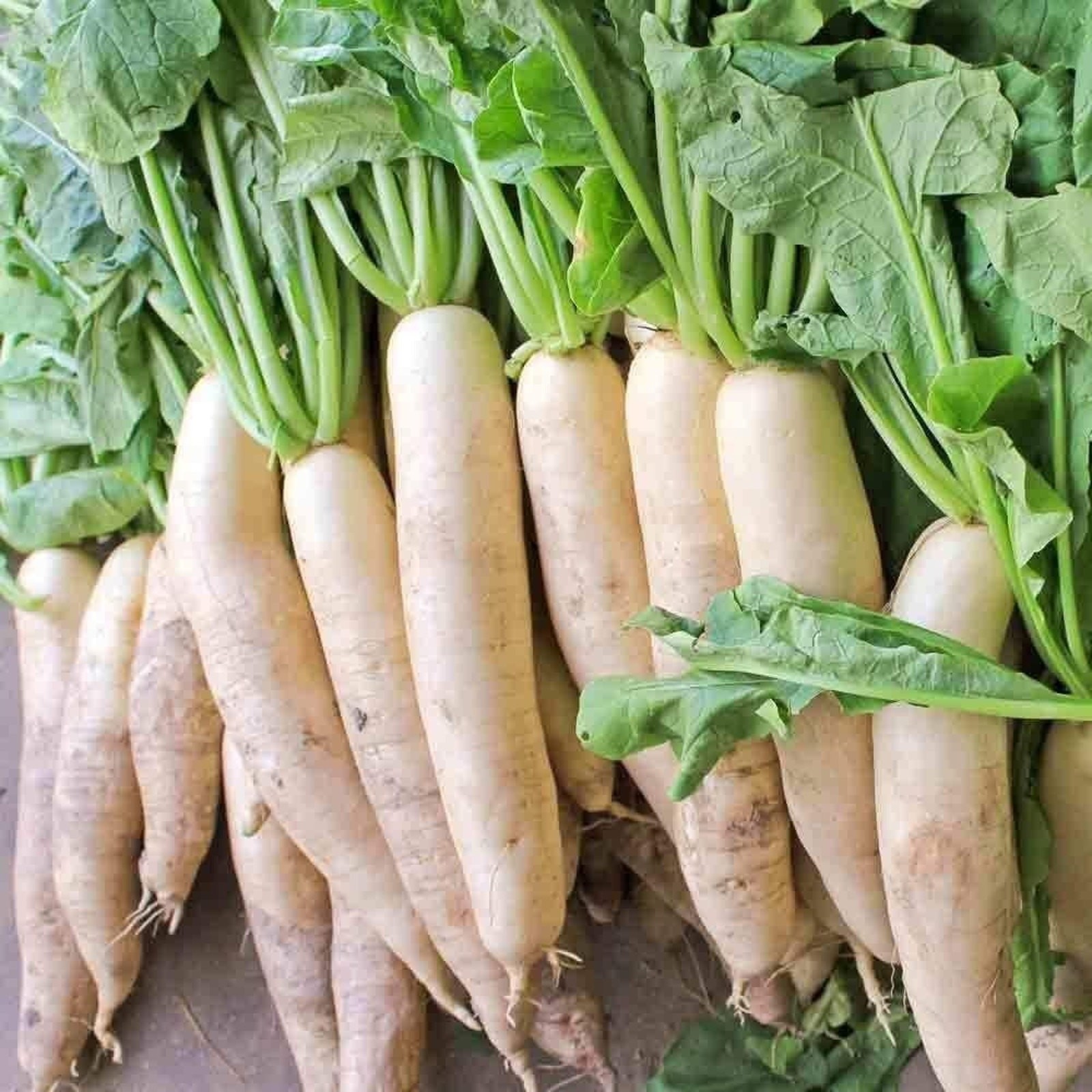 Organic Daikon Minowase Radish Seeds Non GMO Heirloom Mild Sweet Flavor