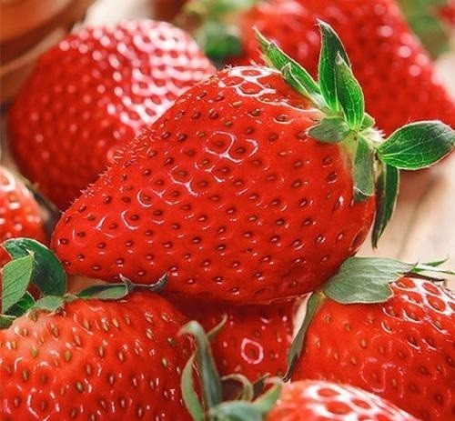 20 LIVE EVERSWEET EVERBEARING Strawberry Free Shipping Heat Resist Bare Root