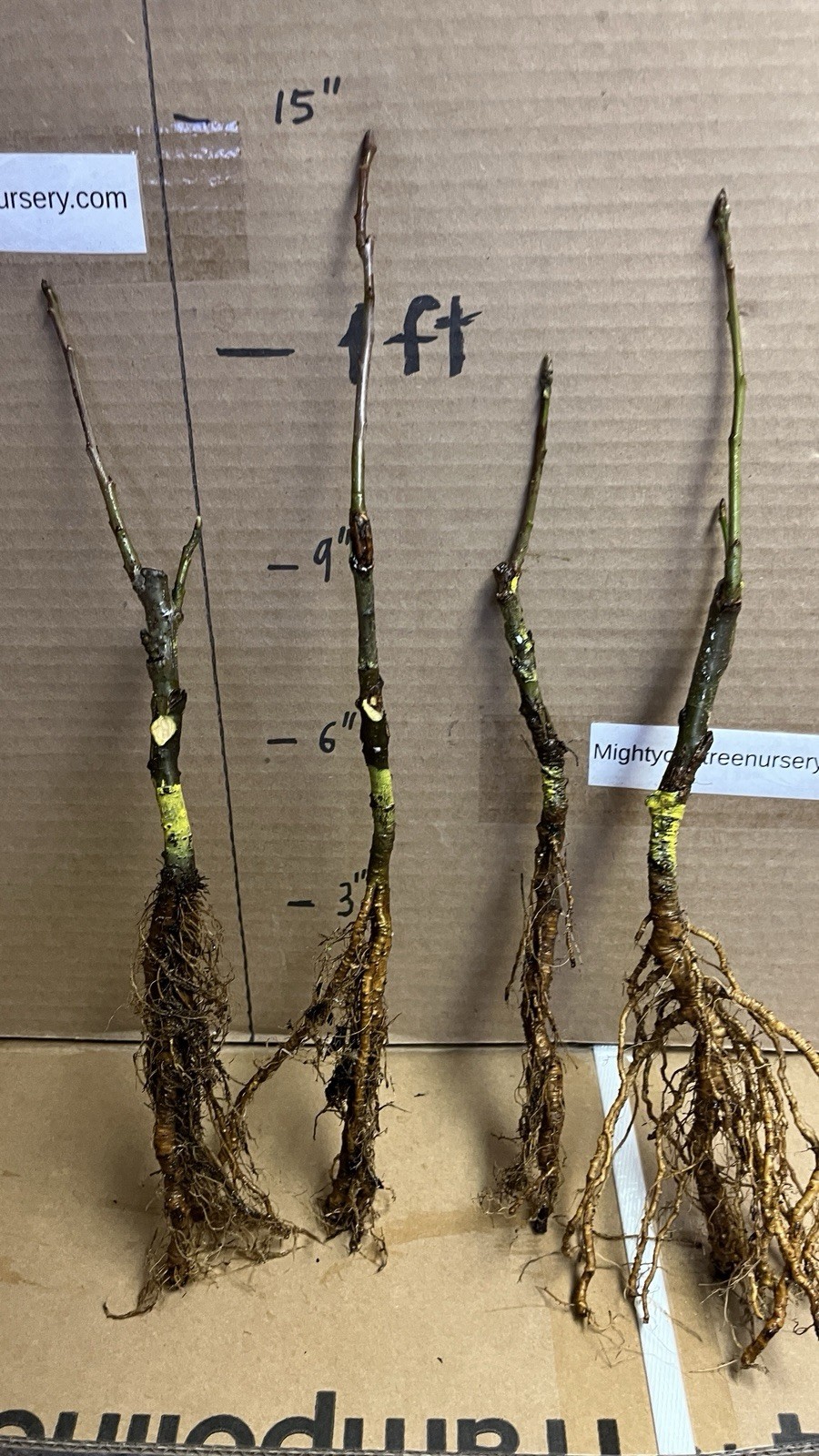 6-10” tall Golden Sentinel Columnar apple tree grafted, roots wrapped