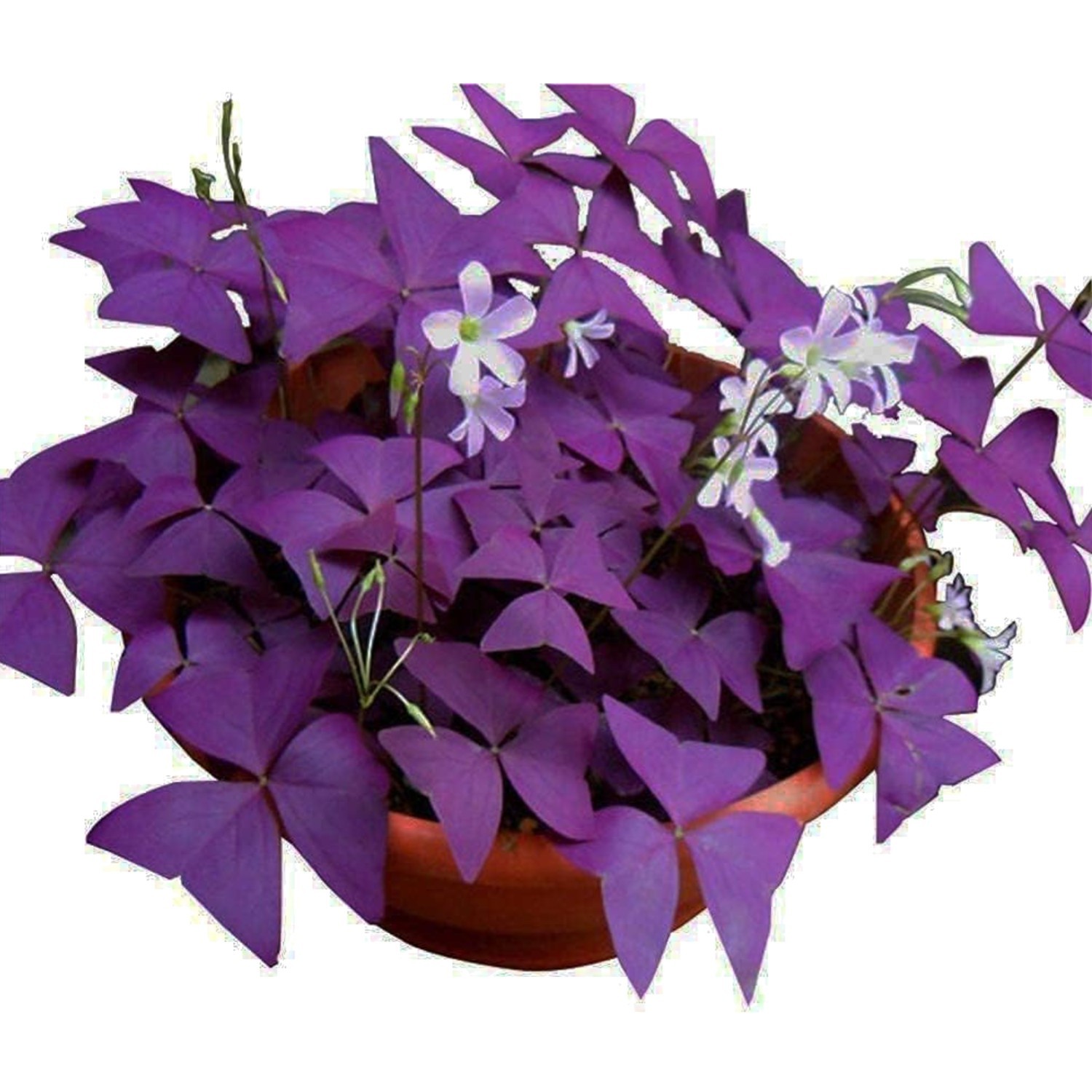 12PCS Purple Shamrocks Bulbs for Planting Indoor Outdoor Oxalis Triangularis