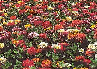 Zinnia State Fair Mix 500 seeds