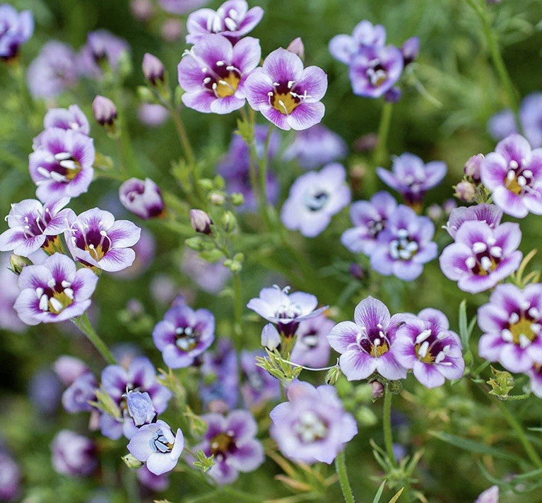 1000+ BIRD’S EYES SEEDS (GILIA TRICOLOR) – 1000 SEEDS | USA SELLER,FREE SHIPPING