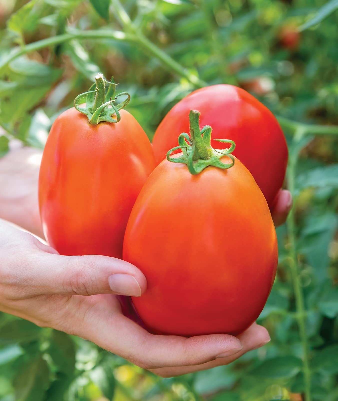 RARE Gladiator Hybrid Tomato Seeds 15+ NON-GMO | HEIRLOOM | ORGANIC | FREE SHIP