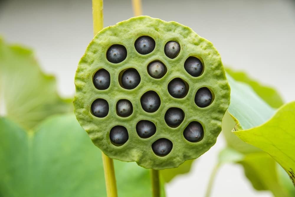 Lotus Seeds for Planting – 30 Pack Water Lotus Flower Seeds, Grow in Bowl, Ko…