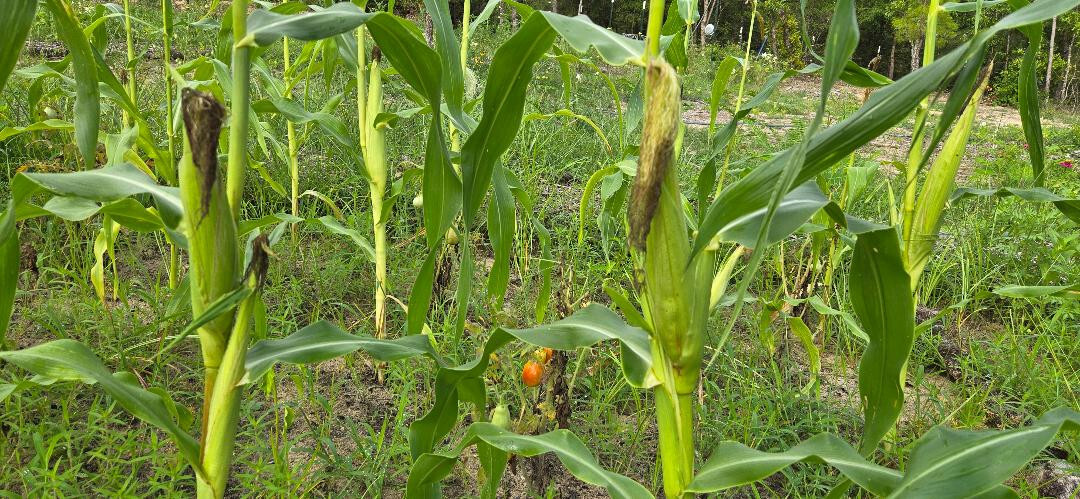 Blue Hopi Corn | 5 Seeds | Florida Grown | Heirloom | Grits | Blue Tortillas