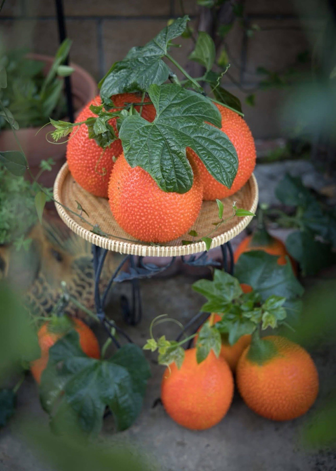 Gac Fruit/ Sweet Gourd/ Momordica Cochinchinensis – 10 Seeds 2023 – USA
