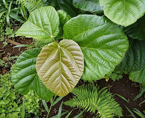 Ficus auriculata | Roxburgh Fig | Elephant Ear Fig | 20 Seeds