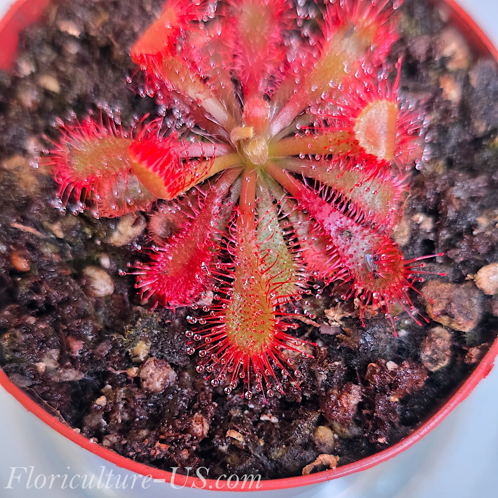 20+ Seeds, Drosera Spatulata Var. Lovellae