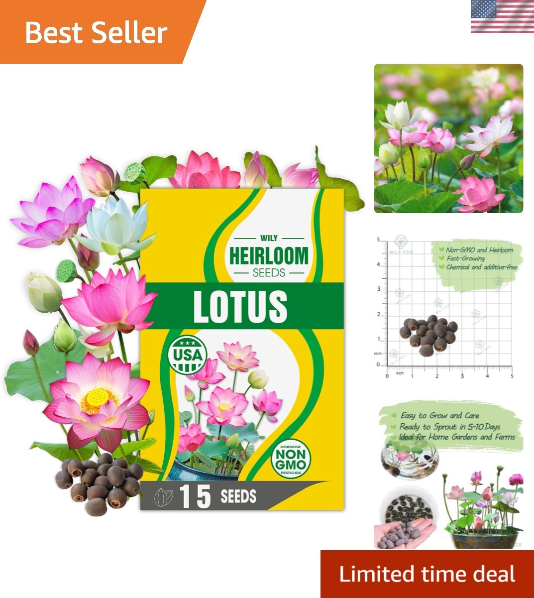 Elegant Bonsai Lotus Seeds – 15 Pre-Cut for Fast Germination & Gorgeous Blooms