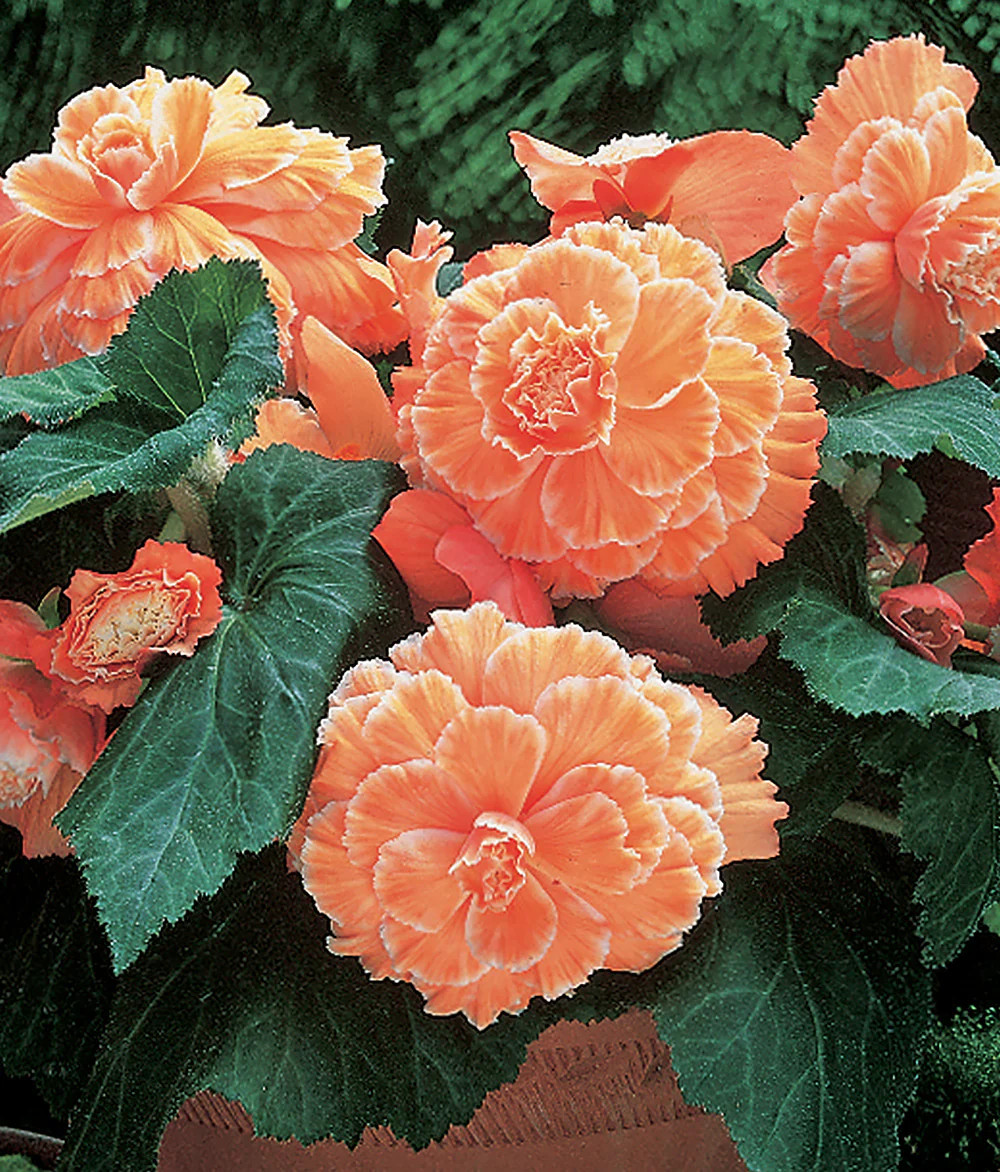 Apricot Picotee Lace Begonia – 3 tubers