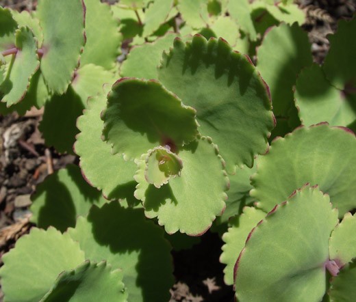 SEDUM PINK BEACON STONECROP Hylotelephium Ussuriense – 500 Bulk Seeds