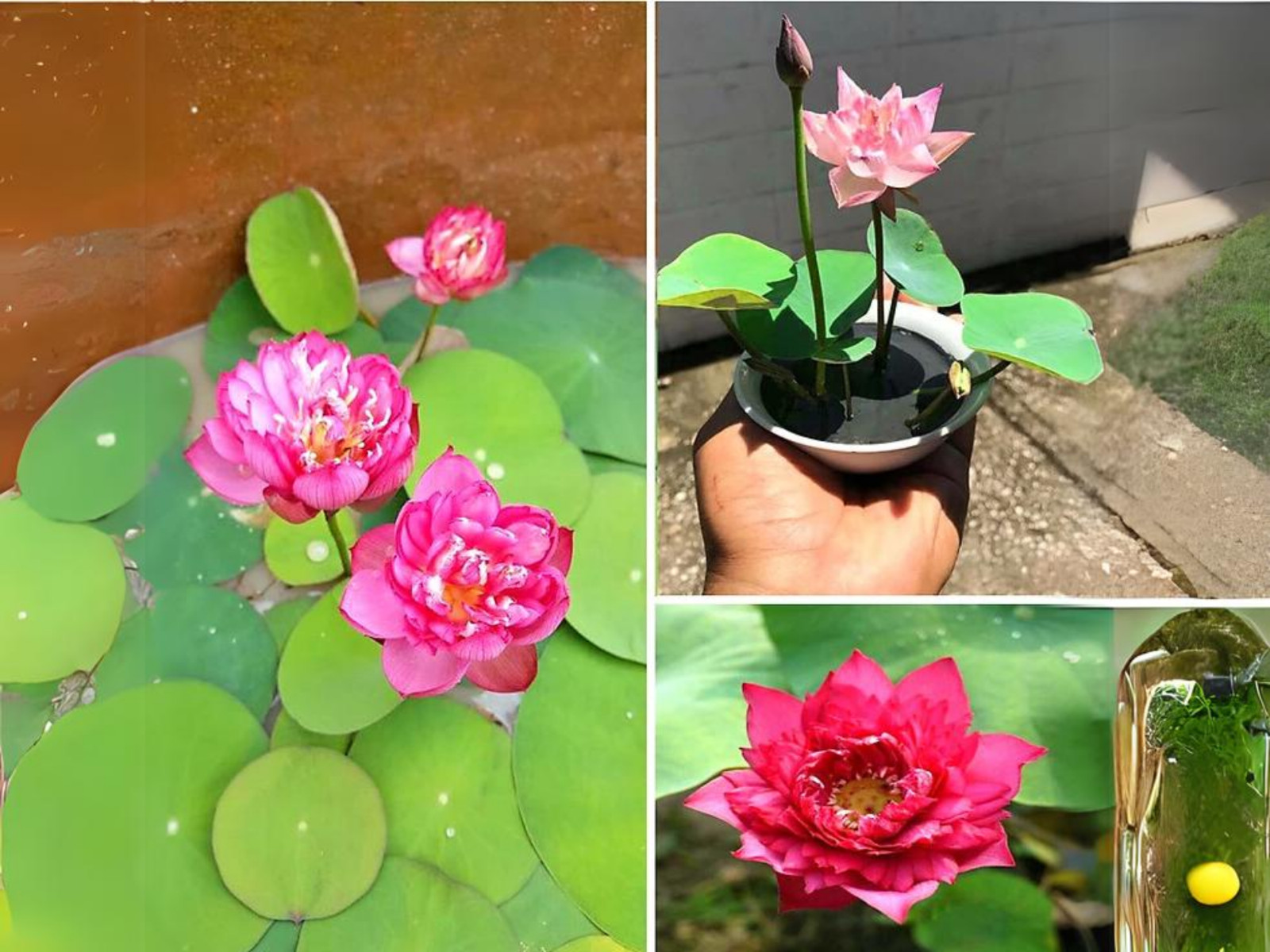 5 Rare Seeds| Mix Colour Mini Lotus Seeds- Indian Lotus (Nelumbo nucifera) Seeds