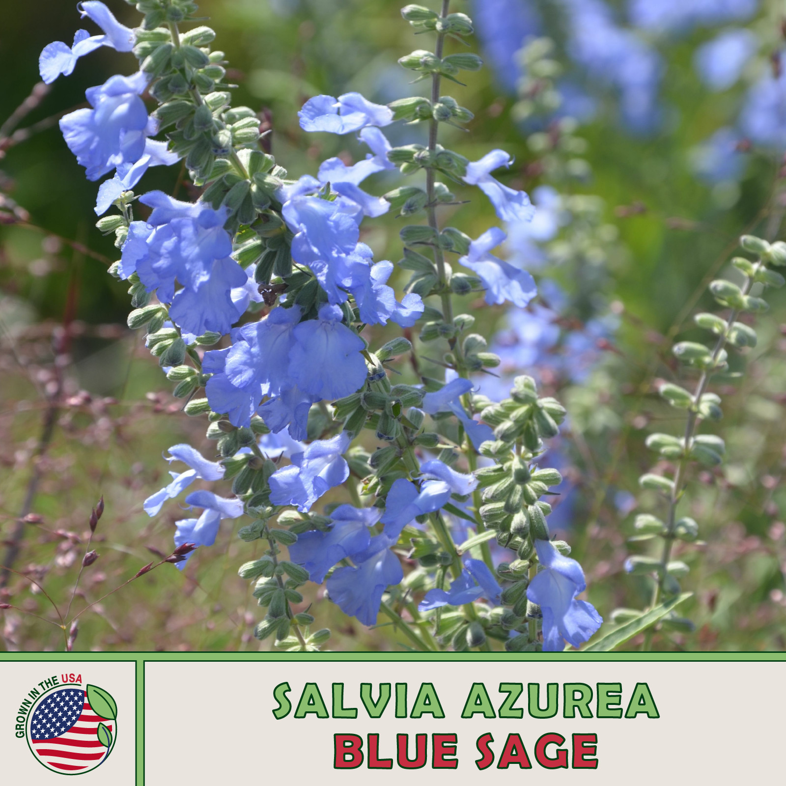 10 Blue Sage Seeds, Salvia azurea, Native Wildflower, Bee & Butterfly Attractor