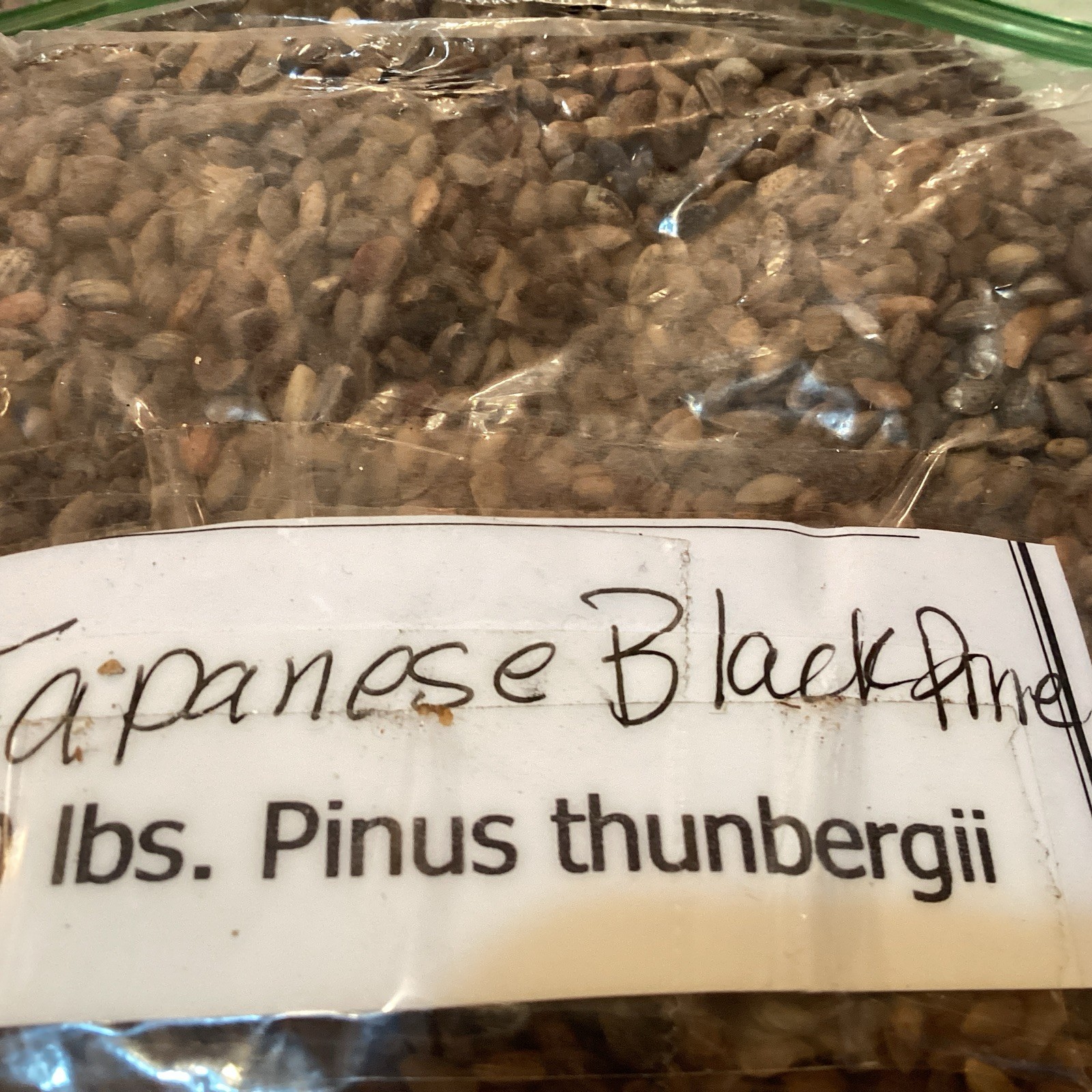 Japanese Black Pine Tree seeds (Pinus Thunbergii) ((Thunberg Pine))