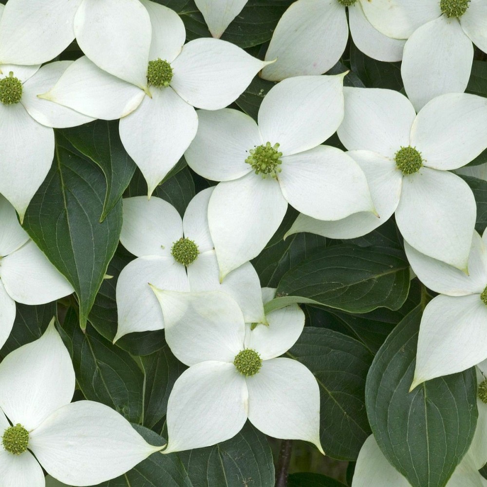 CHINESE DOGWOOD Cornus Kousa Chinensis 5,10,20,30 SEEDS