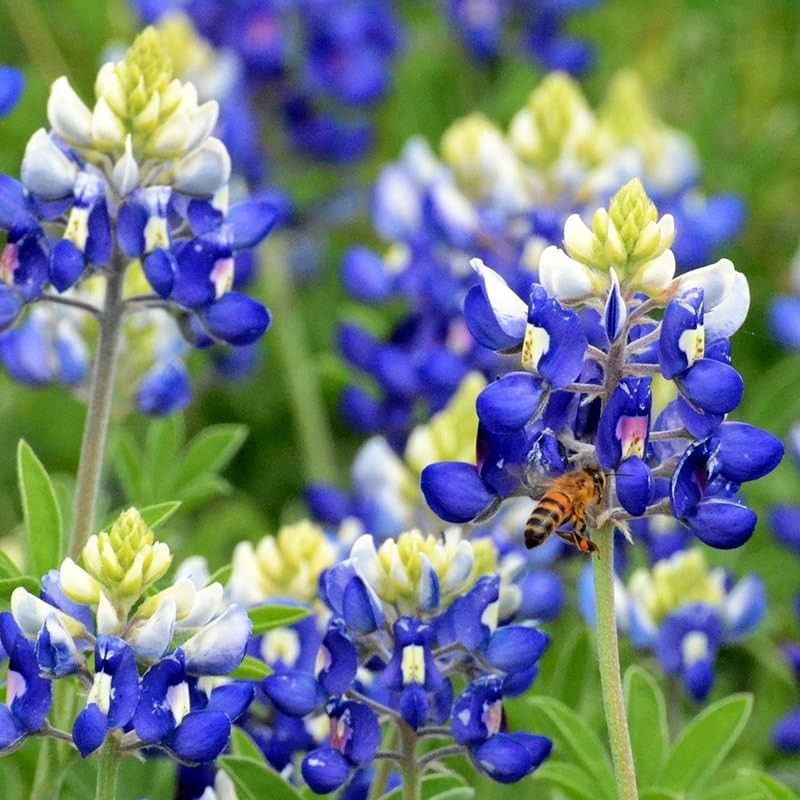 750+ Blue Lupinus Texas Bluebonnet Seeds for Easy, Pollinator-Attracting Blooms