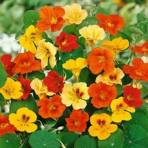Flower seed: Jewel Mix Nasturtium seeds Fresh Seed