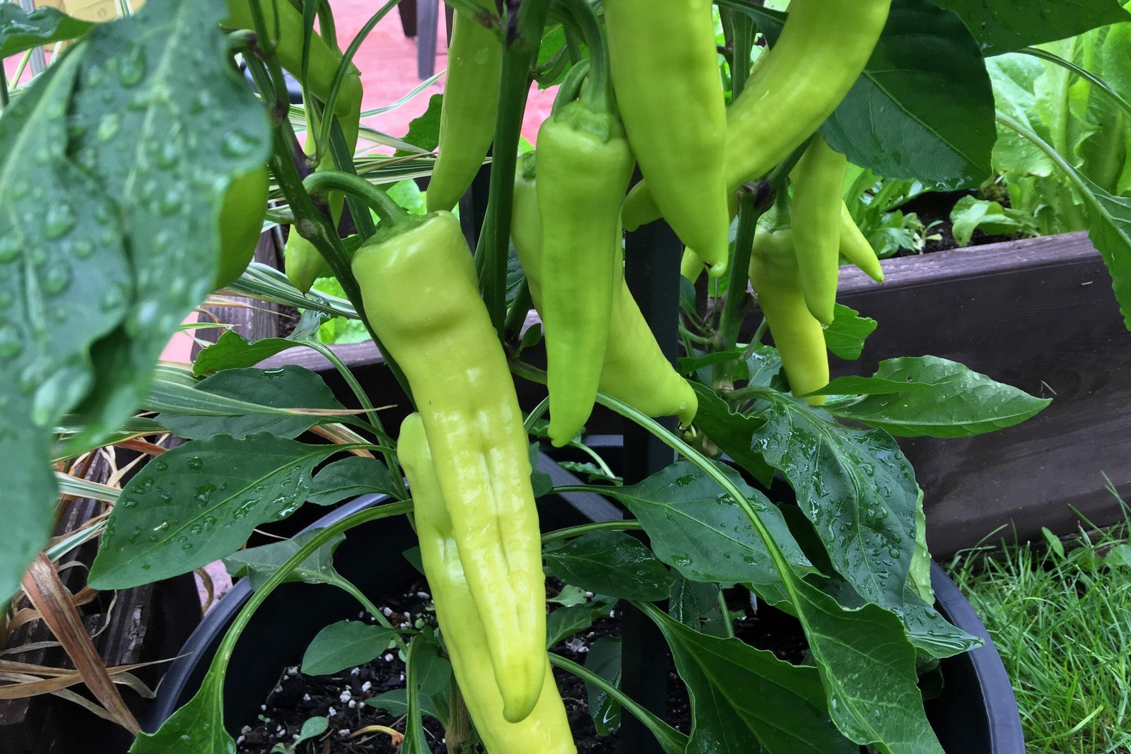 250 SWEET BANANA PEPPER Capsicum Annuum Vegetable Seeds