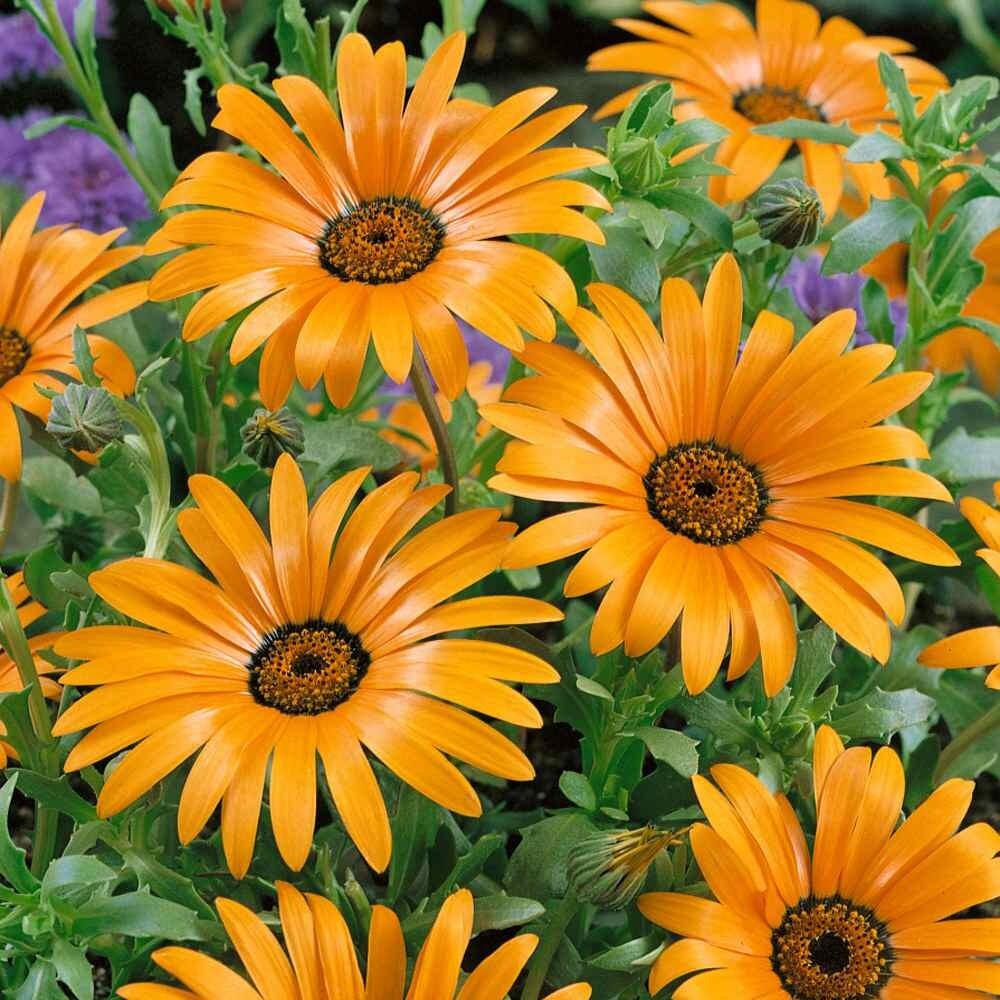 AFRICAN DAISY SEEDS ORANGE, 50 Seeds, Dimorphotheca Sinuata Orange, AnnualFlower