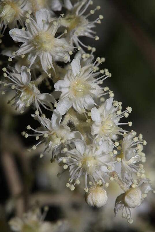 Ocean Spray Bush Seeds for Planting (50 Seeds) – Cream Bush, Holodiscus discolor