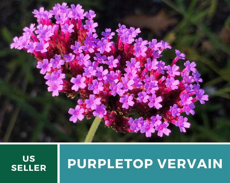 Vervain, Purpletop – 100 Seeds – Pollinator & Hummingbird Friendly